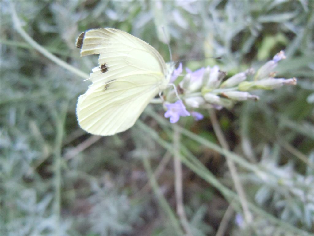 Pieris vissuta